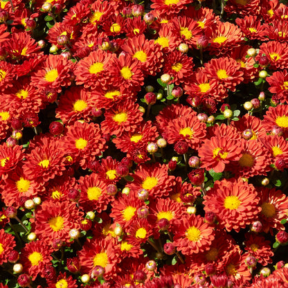 Chrysanthème 'Firedance Igloo'