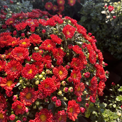 Chrysanthemum 'Mammoth Red' – Chrysanthème 'Mammoth Red'