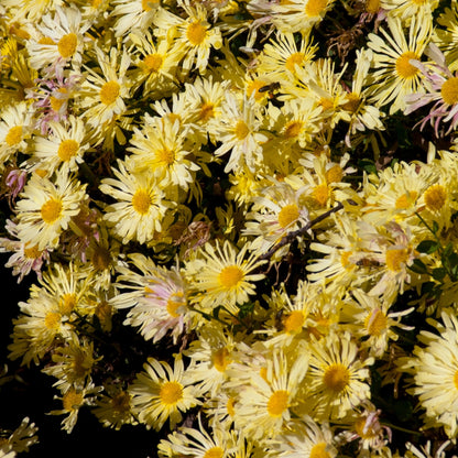 Chrysanthemum 'Mammoth Yellow Quill' – 'Mammoth Yellow Quill' Chrysanthemum