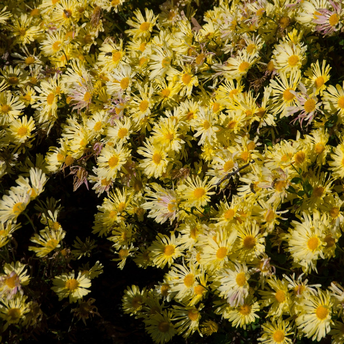 Chrysanthemum 'Mammoth Yellow Quill' – 'Mammoth Yellow Quill' Chrysanthemum