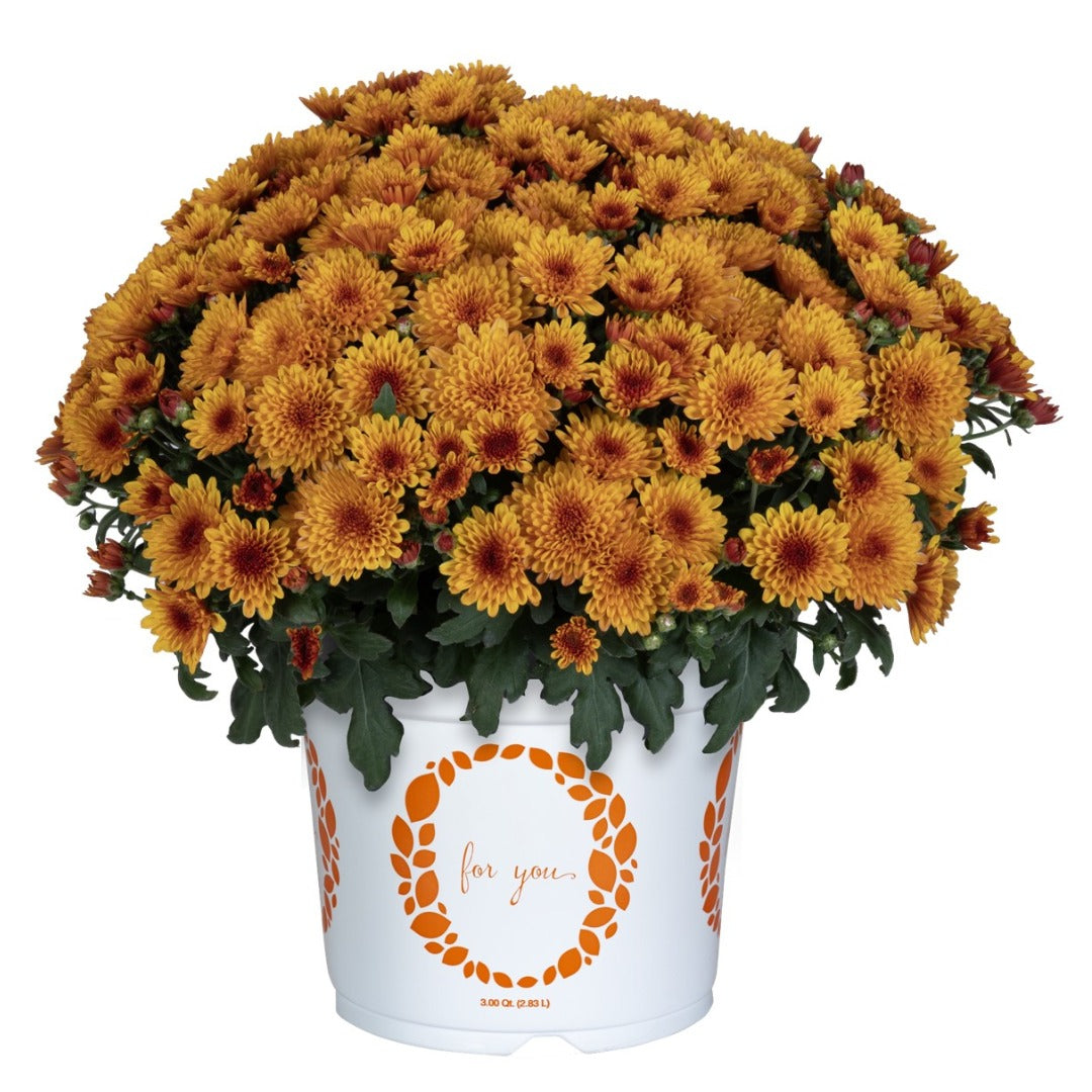 Chrysanthemum Solstice 'Bronze' – Chrysanthème d'automne Solstice 'Bronze'