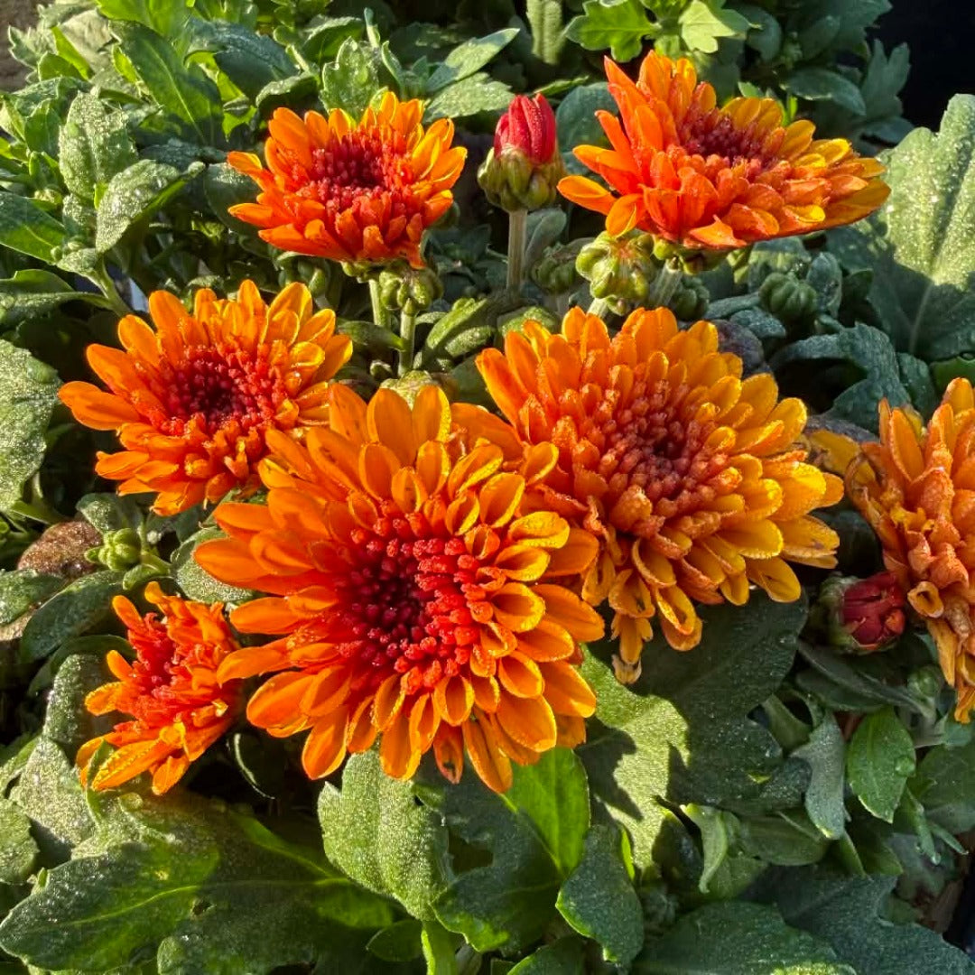 Chrysanthemum Solstice 'Bronze' – Chrysanthème d'automne Solstice 'Bronze'