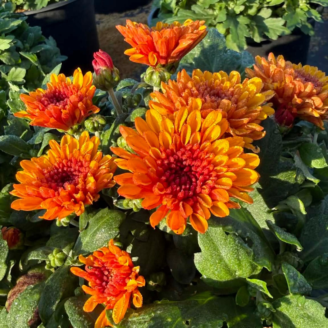 Chrysanthemum Solstice 'Bronze' – Chrysanthème d'automne Solstice 'Bronze'