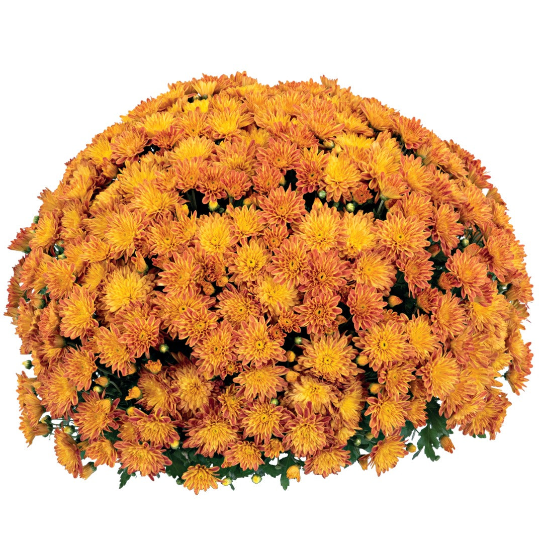 Chrysanthemum 'Tiger Eyes' – Chrysanthème d'automne 'Tiger Eyes'