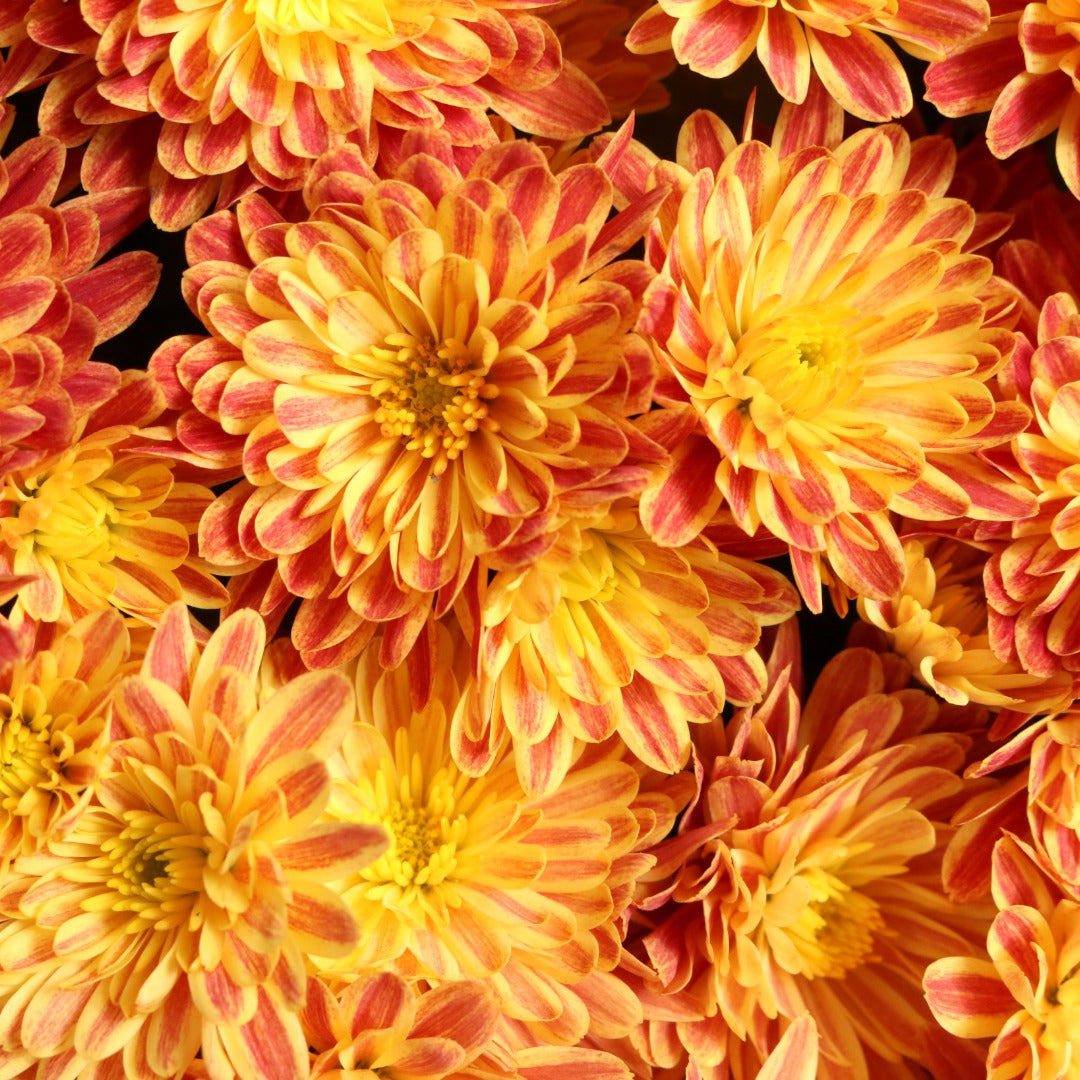 Chrysanthemum 'Tiger Eyes' – Chrysanthème d'automne 'Tiger Eyes'