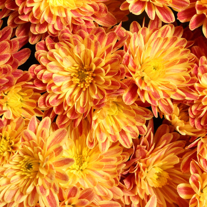 Chrysanthemum 'Tiger Eyes' – Chrysanthème d'automne 'Tiger Eyes'