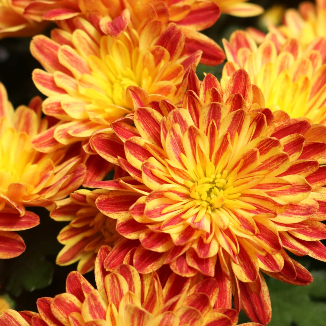 Chrysanthemum 'Tiger Eyes' – Chrysanthème d'automne 'Tiger Eyes'