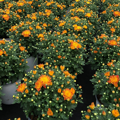 Chrysanthemum 'Tiger Eyes' – Chrysanthème d'automne 'Tiger Eyes'