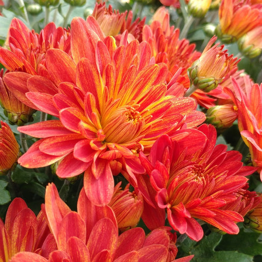 Chrysanthemum 'Tiger Eyes' – 'Tiger Eyes' Garden Mum