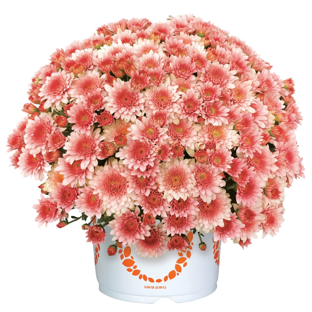 Chrysanthemum × morifolium 'Touchdown Orange' – 'Touchdown Orange' Garden Mum