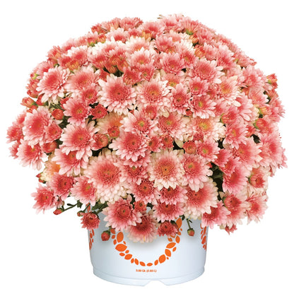 Chrysanthemum × morifolium 'Touchdown Orange' – 'Touchdown Orange' Garden Mum