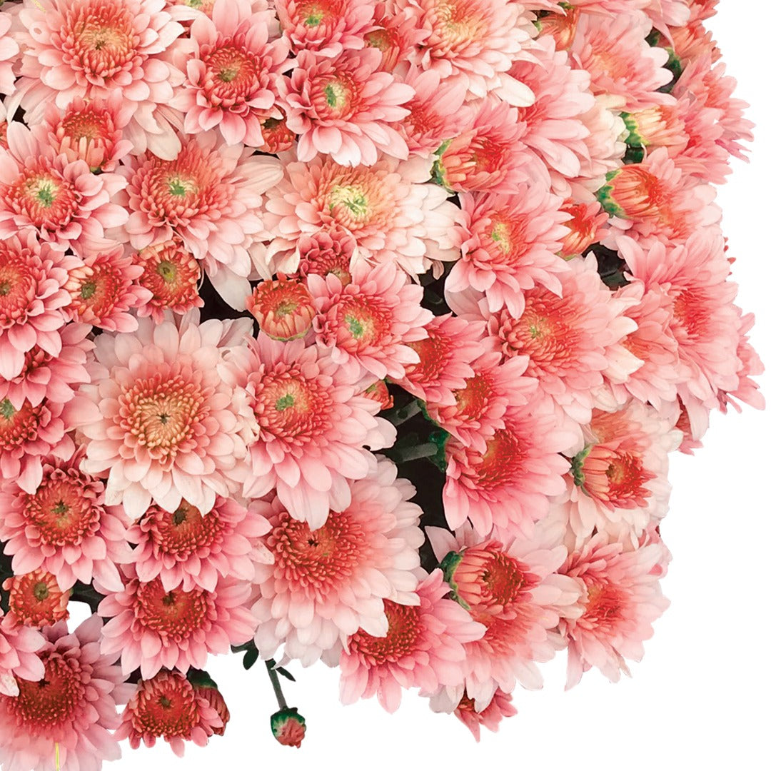Chrysanthemum × morifolium 'Touchdown Orange' – 'Touchdown Orange' Garden Mum