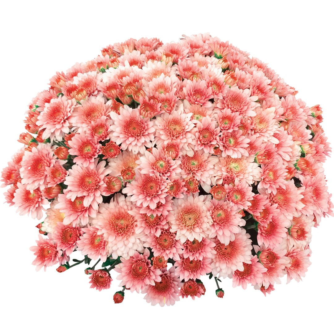 Chrysanthemum × morifolium 'Touchdown Orange' – 'Touchdown Orange' Garden Mum