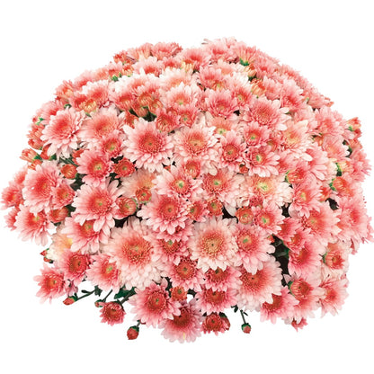 Chrysanthemum × morifolium 'Touchdown Orange' – 'Touchdown Orange' Garden Mum