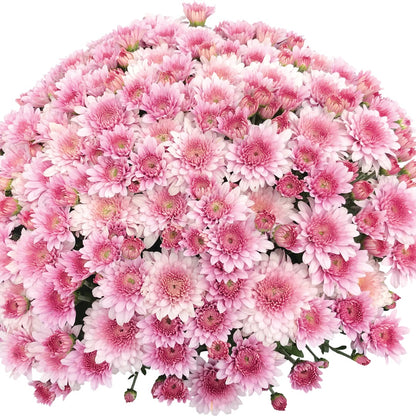 Chrysanthemum 'Touchdown Purple' – 'Touchdown Purple' Garden Mum