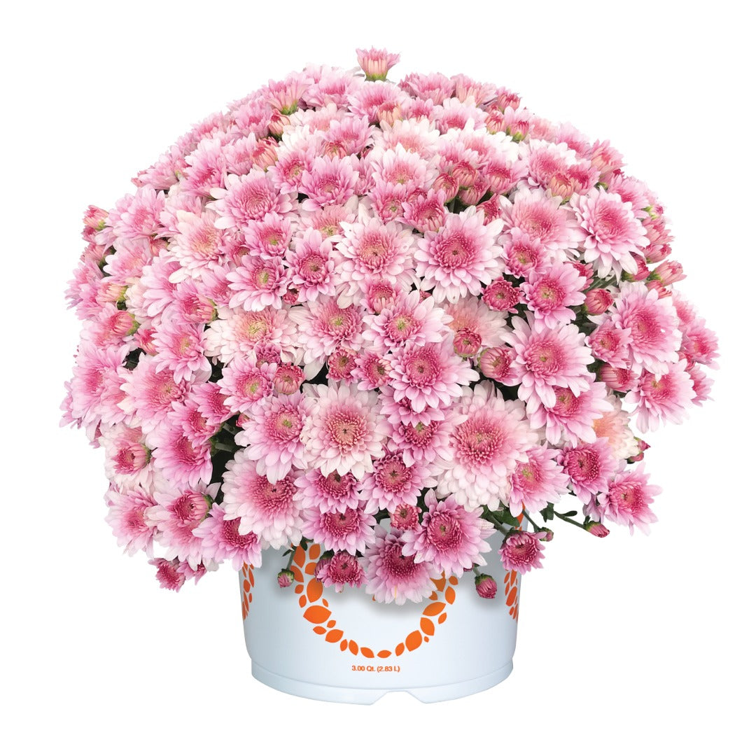 Chrysanthemum 'Touchdown Purple' – 'Touchdown Purple' Garden Mum