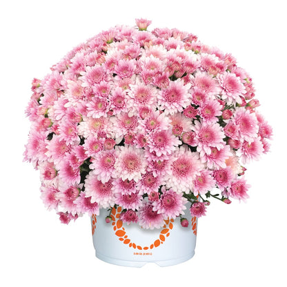 Chrysanthemum 'Touchdown Purple' – 'Touchdown Purple' Garden Mum