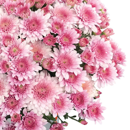Chrysanthemum 'Touchdown Purple' – 'Touchdown Purple' Garden Mum