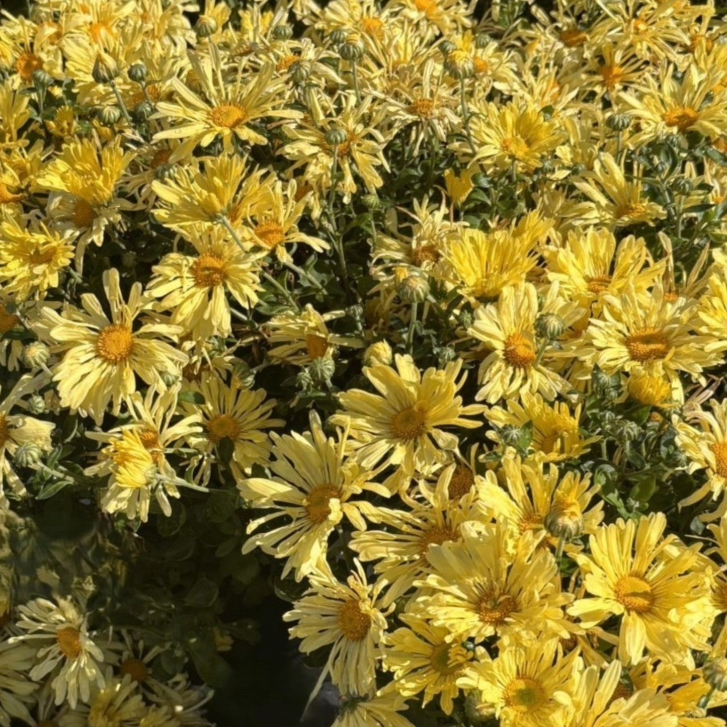 Chrysanthemum 'Mammoth Yellow Quill' – 'Mammoth Yellow Quill' Chrysanthemum