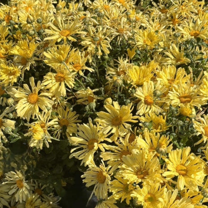 Chrysanthemum 'Mammoth Yellow Quill' – 'Mammoth Yellow Quill' Chrysanthemum