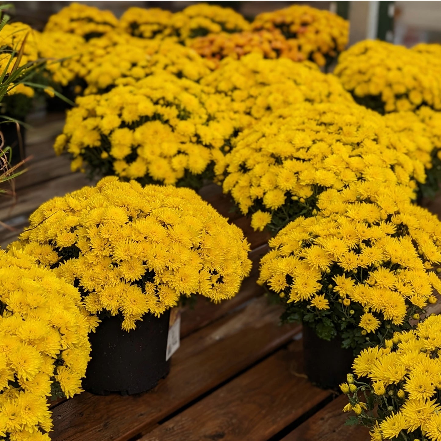 Chrysanthemum x morifolium (décoratif) – Chrysanthème d'automne décoratif
