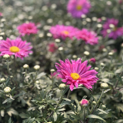 Chrysanthemum 'Mammoth Dark Pink' – 'Mammoth Dark Pink' Chrysanthemum