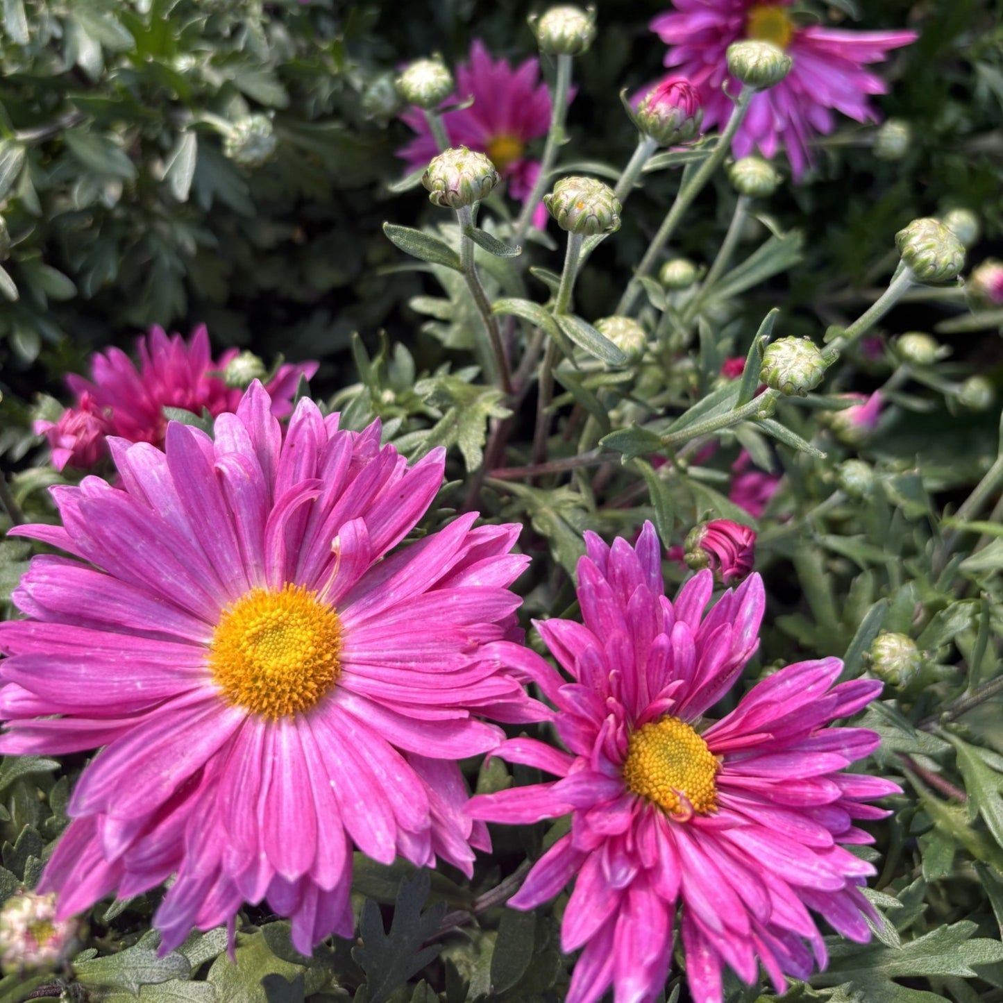 Chrysanthemum 'Mammoth Dark Pink' – 'Mammoth Dark Pink' Chrysanthemum