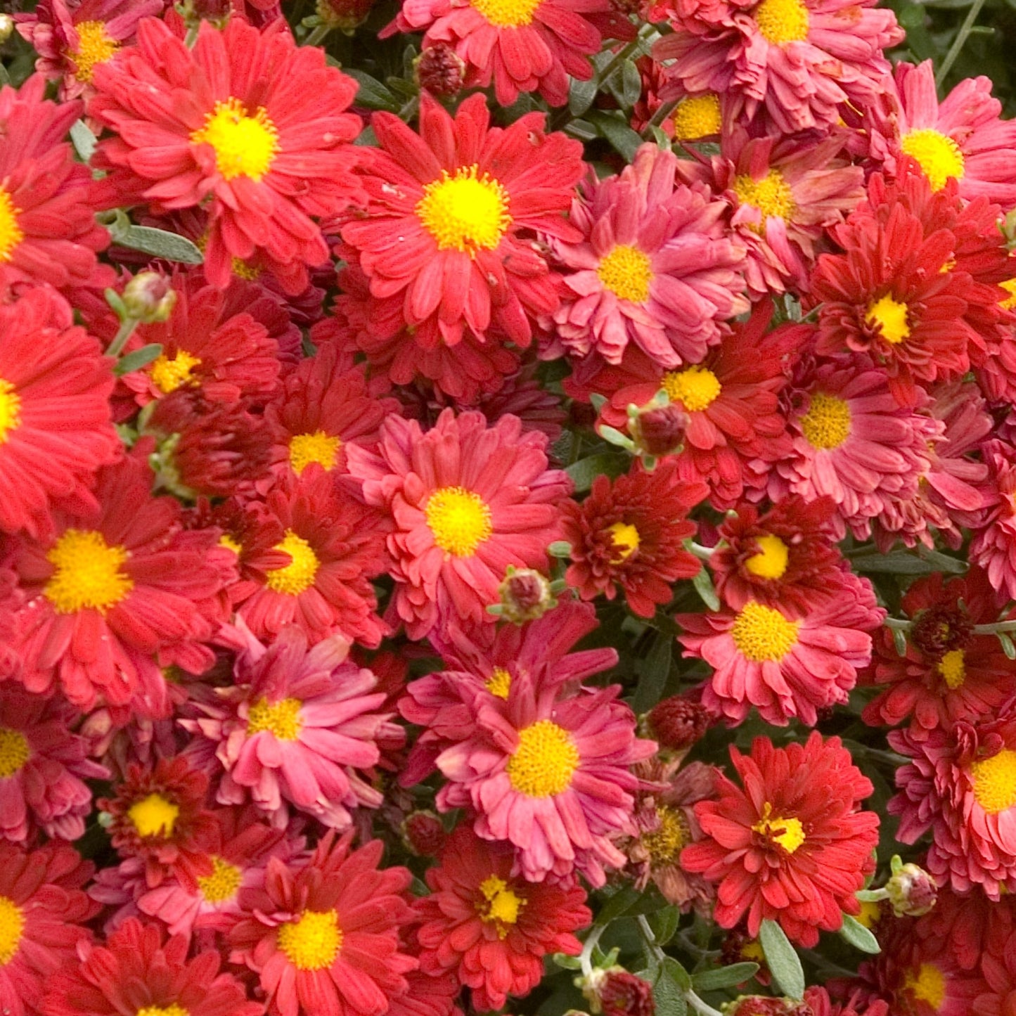 Chrysanthemum 'Mammoth Red' – Chrysanthème 'Mammoth Red'