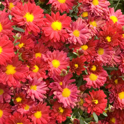 Chrysanthemum 'Mammoth Red' – Chrysanthème 'Mammoth Red'