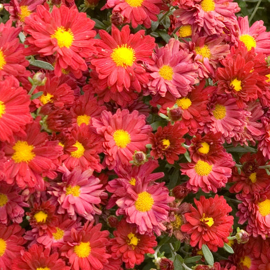 Chrysanthemum 'Mammoth Red' – 'Mammoth Red' Chrysanthemum
