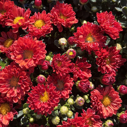 Chrysanthemum 'Mammoth Red' – Chrysanthème 'Mammoth Red'
