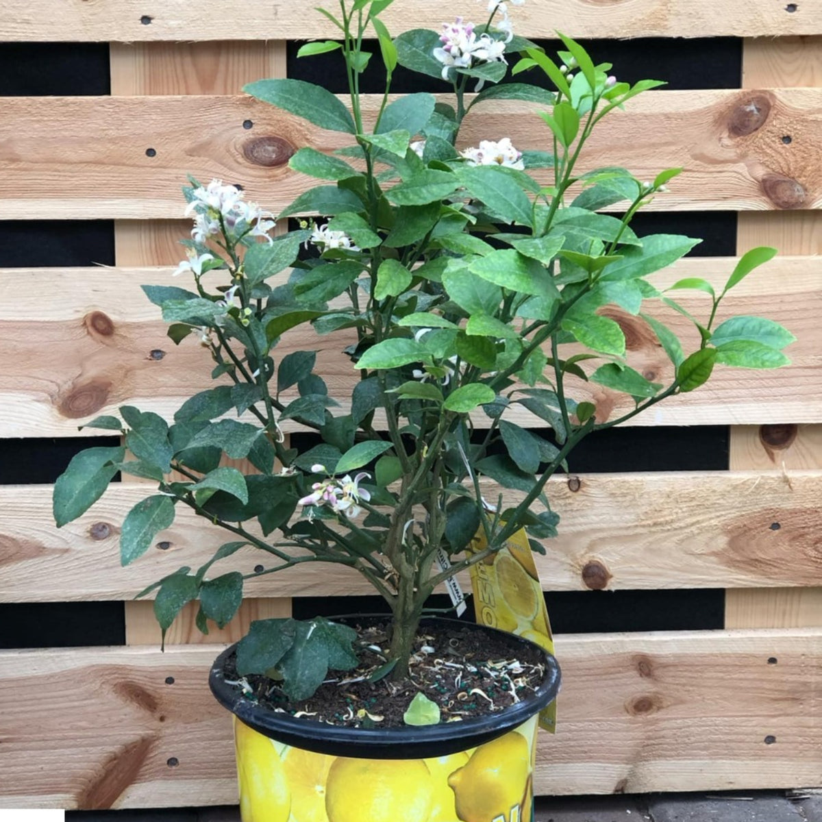 Citronnier En Pot | Set De 3 Plants | Hauteur 25-40cm | Pour Intérieur Et Extérieur | Fleurs Parfumées Et Fruits