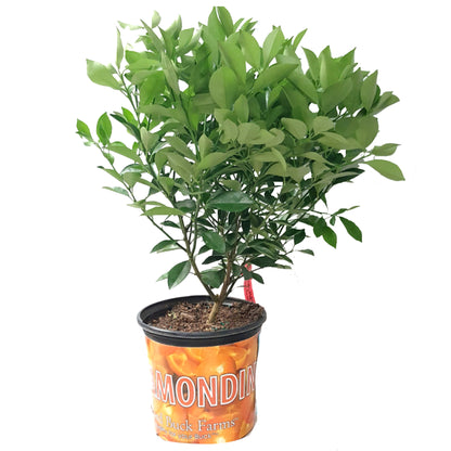 Calamondin - Citrus × microcarpa