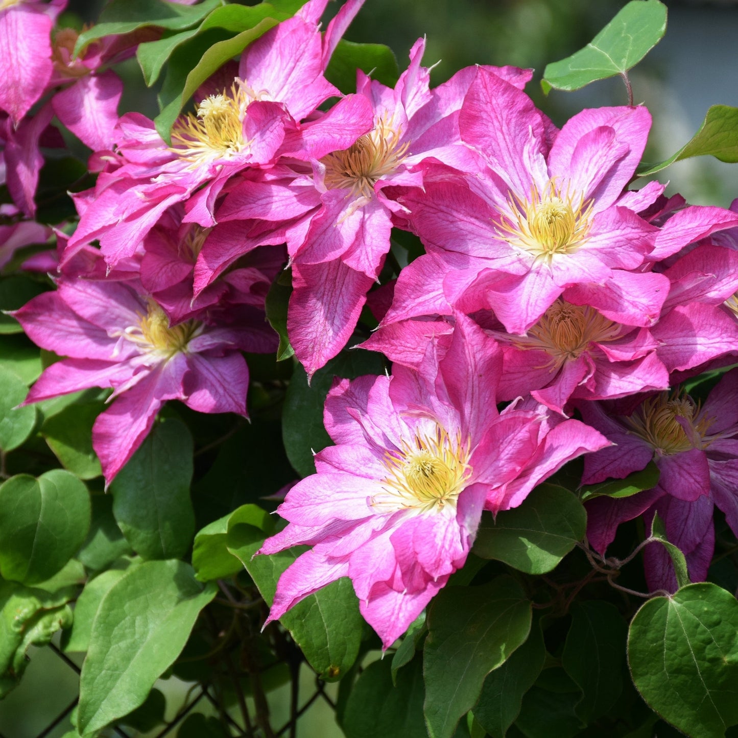 Asao' Clematis