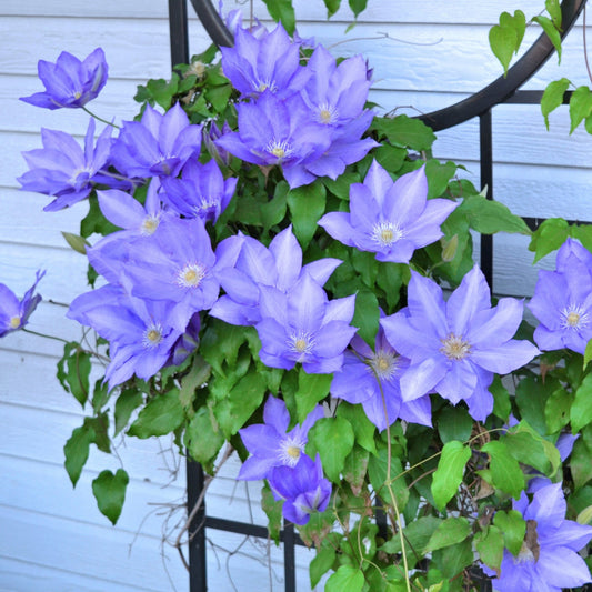 H.F. Young' Clematis