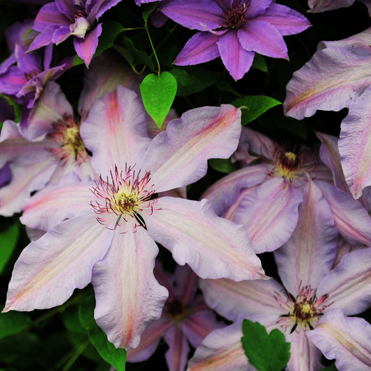 ‘The First Lady’ Clematis