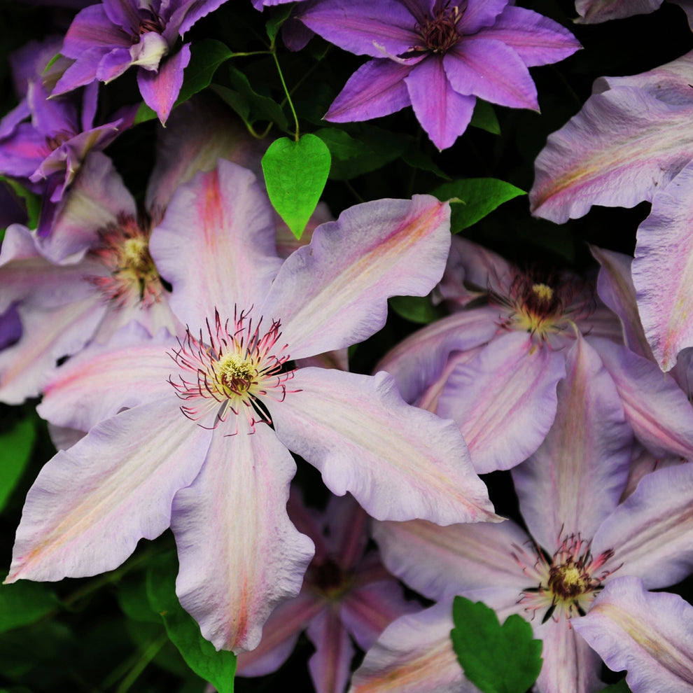 ‘The First Lady’ Clematis – Jardineries Botanix