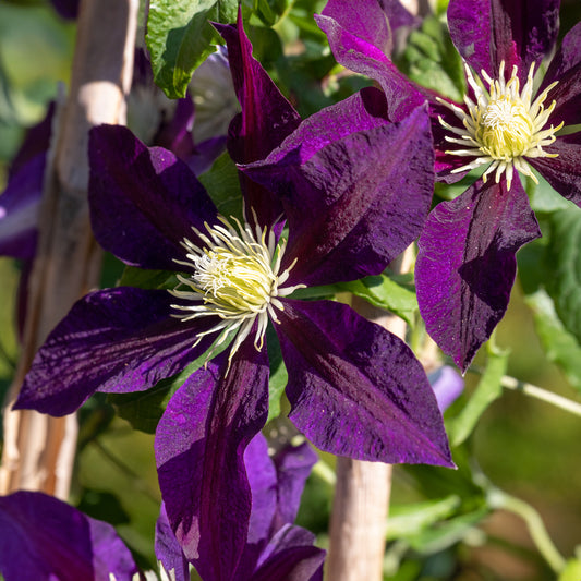 'The Vagabond' Clematis