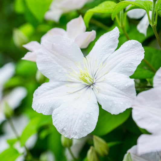 'The Vagabond' Clematis