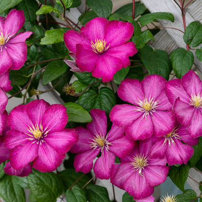 Clematis (Assorted Varieties) – The Queen of Climbers