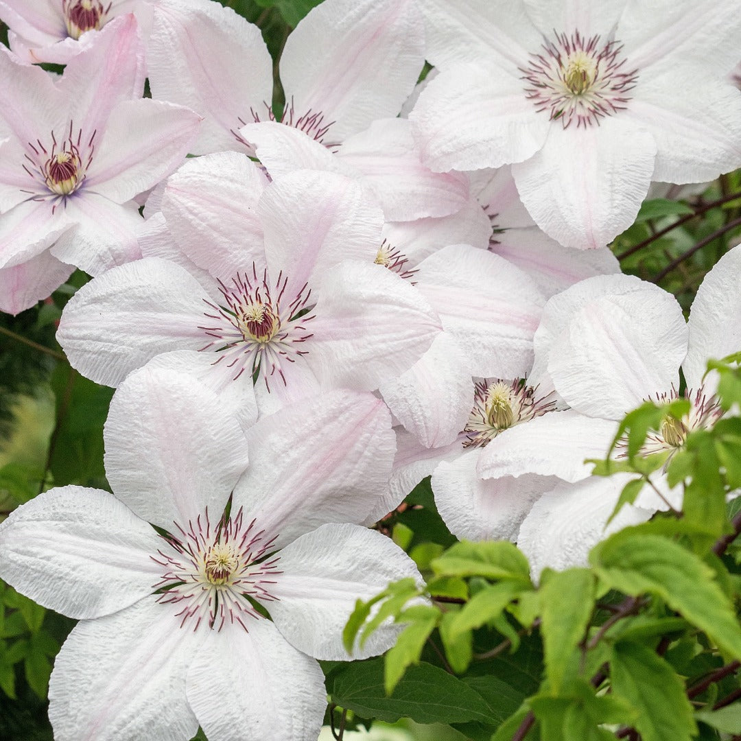 Clematis (Assorted Varieties) – The Queen of Climbers