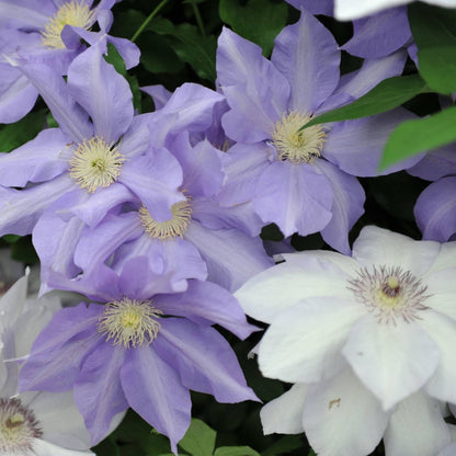 Clematis (Assorted Varieties) – The Queen of Climbers