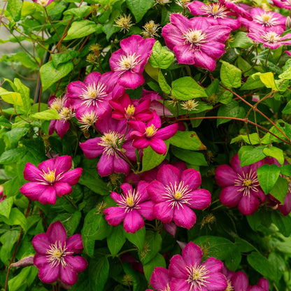 Clematis (Assorted Varieties) – The Queen of Climbers