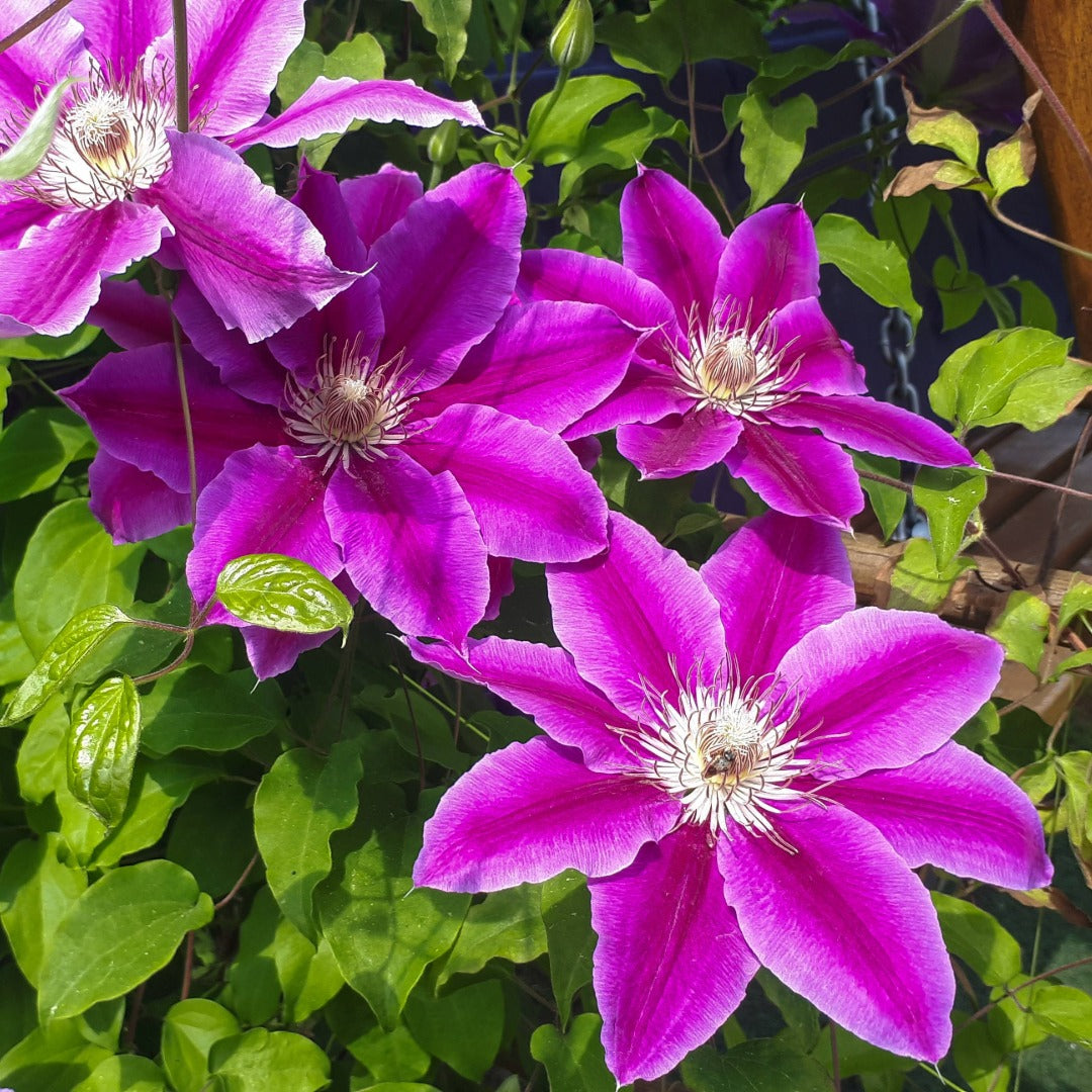 Clematis (Assorted Varieties) – The Queen of Climbers