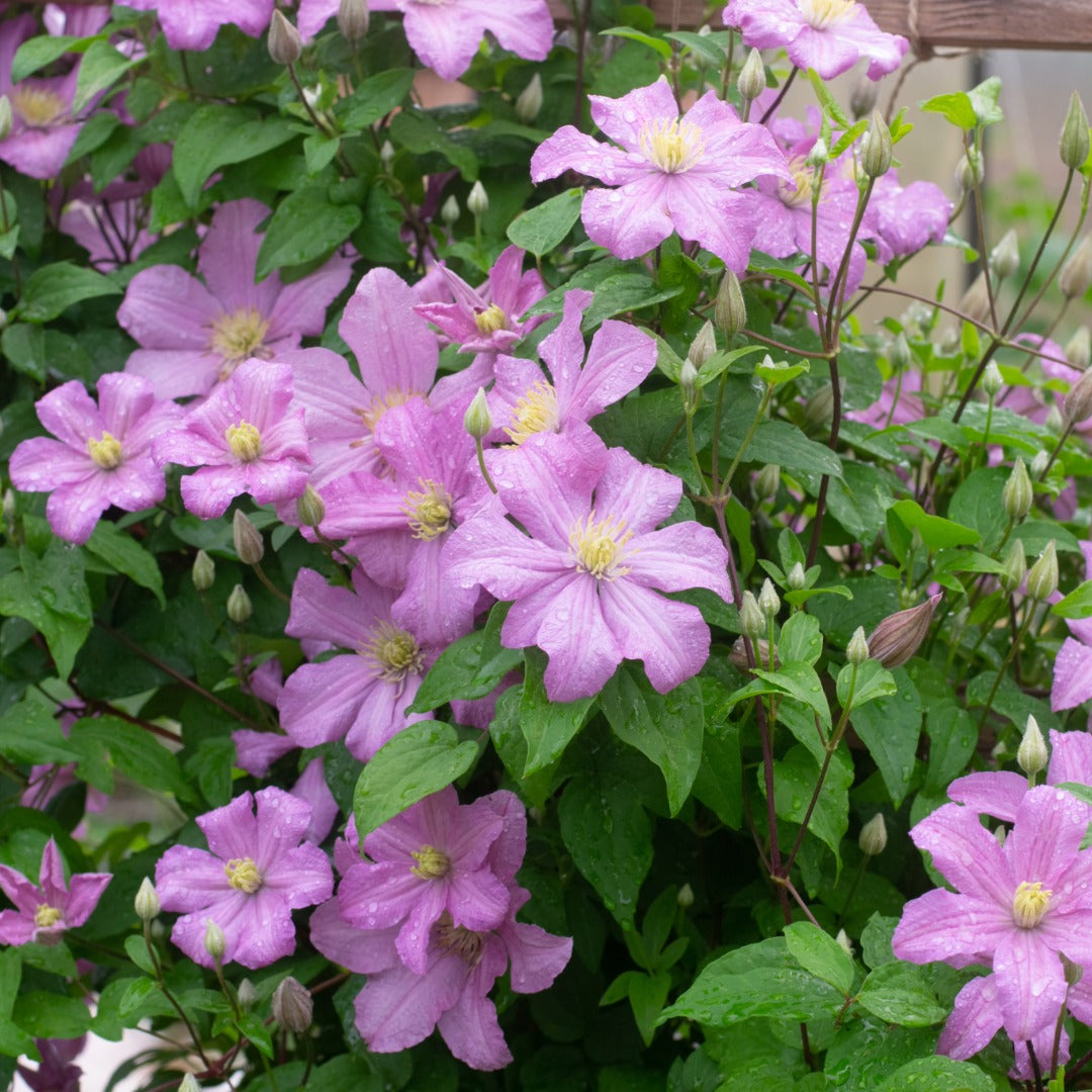 Clematis (Assorted Varieties) – The Queen of Climbers