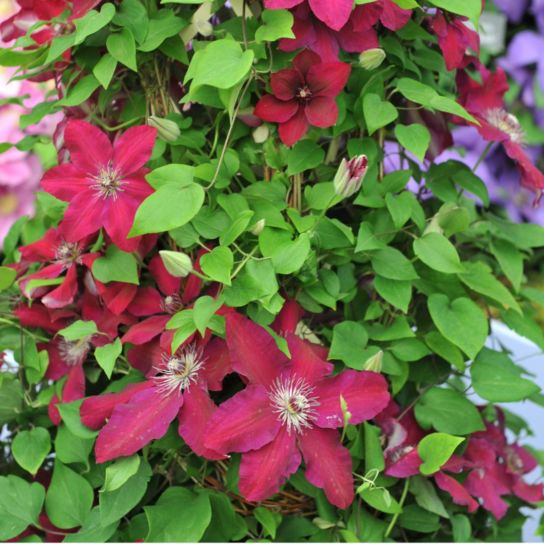 Clematis (Assorted Varieties) – The Queen of Climbers