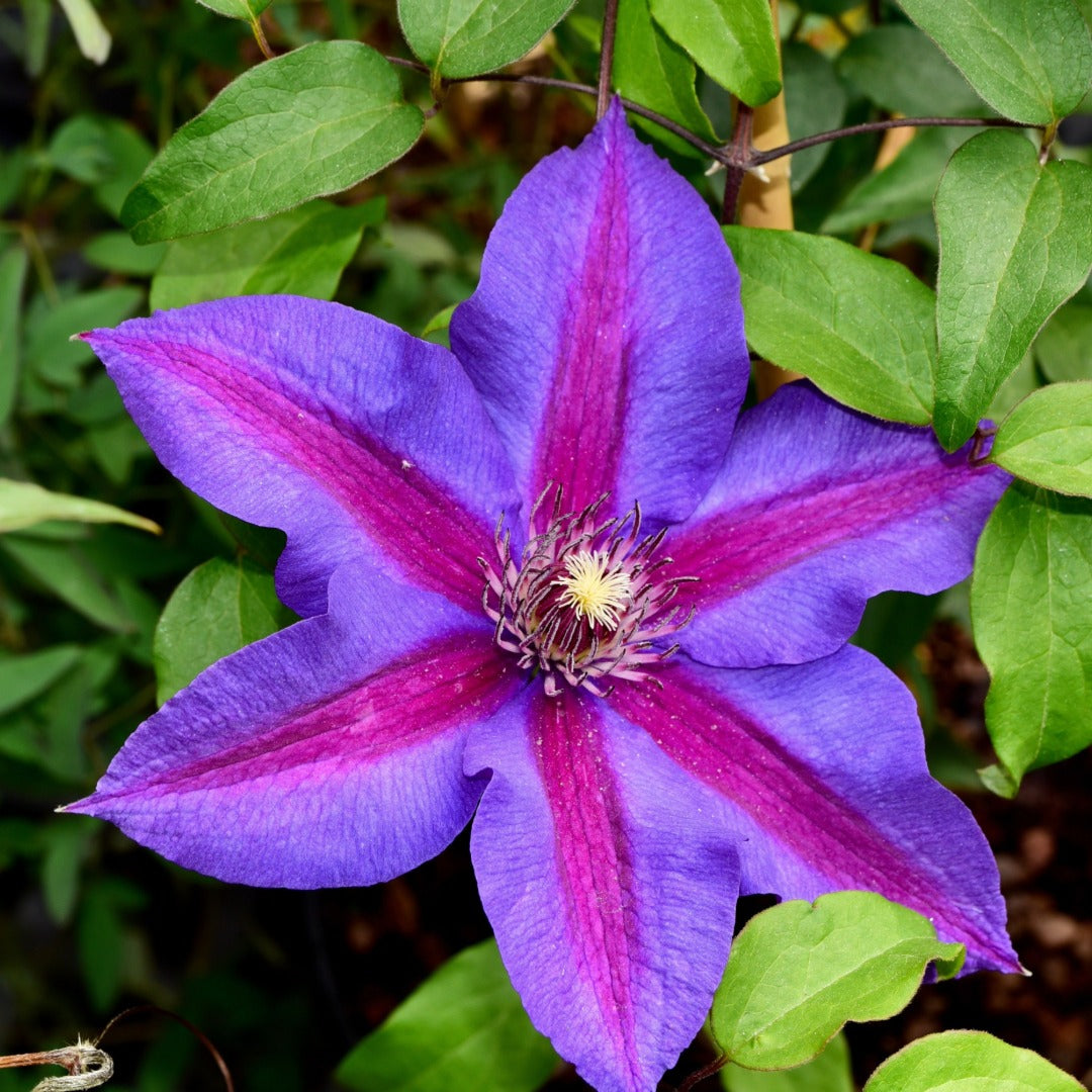 Clematis (Assorted Varieties) – The Queen of Climbers