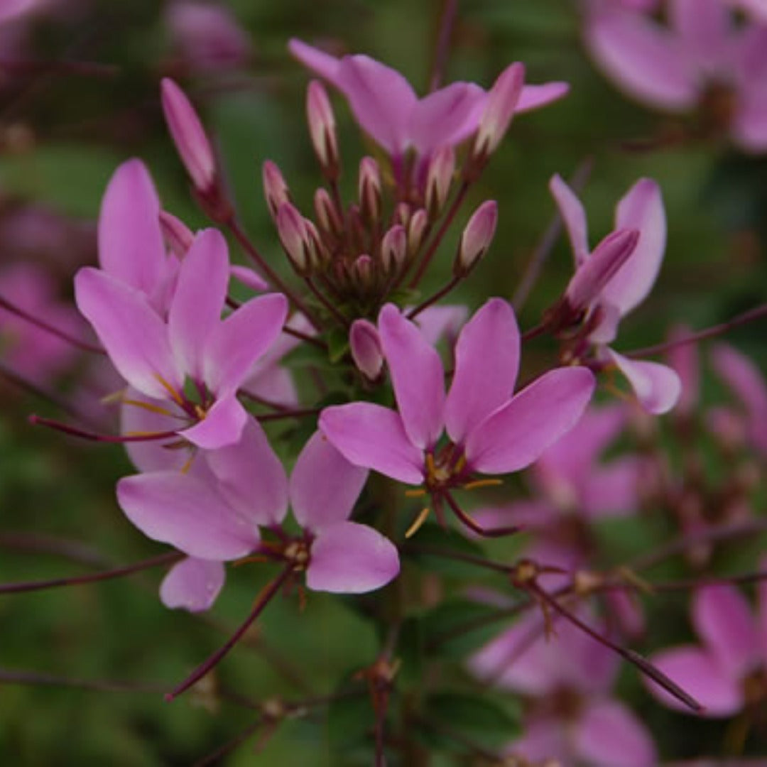 Cleome 'Senorita Rosalita' – Senorita Rosalita® Spiderflower