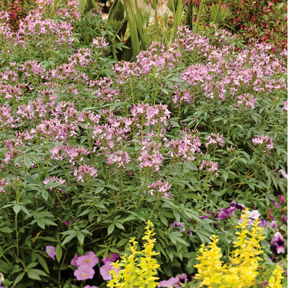 Cleome 'Senorita Rosalita' – Senorita Rosalita® Spiderflower