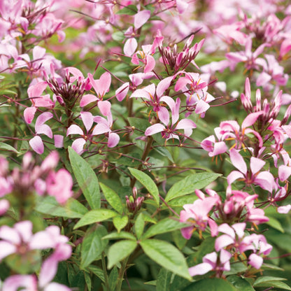 Cleome 'Senorita Rosalita' – Senorita Rosalita® Spiderflower